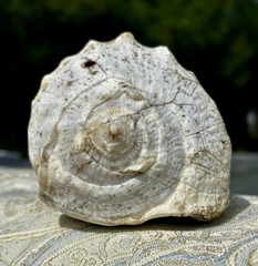 Victorian-Edwardian Era Shell Carving Diana/Artemis Phenomenal Craftsmanship 🚭