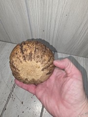 Vintage Carved Brazil Nut Pod Rattle Sculpture Hand Carved Natural Decorative