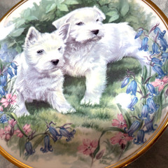 Edwardian Fine Bone China Plate Westie Terrier Puppies Floral Gold Rim