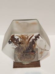 1977 Hand-Crafted Terrarium Dried Flowers Display Mixed Media