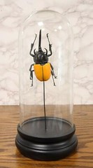 Entomology 3 Horned Rhino Beetle Faux Taxidermy Sculpture in Glass Dome Cloche