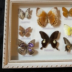Vintage framed butterflies wall art home decor shadow box wall art display