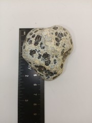 Natural Dalmatian Stone Raw Jasper rock perfect for mineral healing