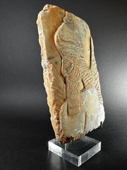 DETAILED ANCIENT N-EASTERN STONE FRAGMENT DEPICTING WINGED GENIE C 800-700 BC