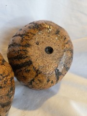 PAIR Vintage NATURAL Full Brazil Nut Pods Home Decor Unique
