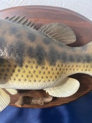 Decorative Replica Bass Fish Mounted Wood Plaque 11”