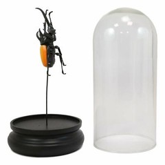 Entomology 3 Horned Rhino Beetle Faux Taxidermy Sculpture in Glass Dome Cloche