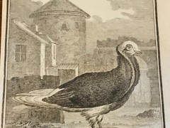 S/6 Small French Lithographs Birds Circa 18th Century