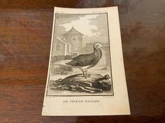S/6 Small French Lithographs Birds Circa 18th Century