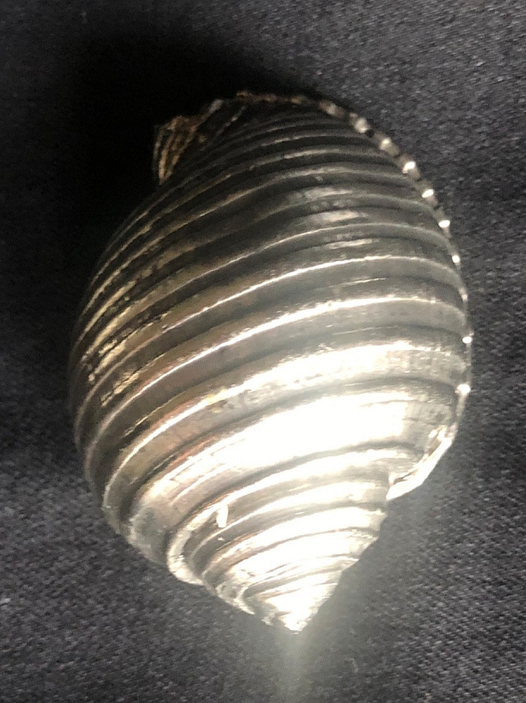 decorative cast aluminum tun shell 3″ x 1.5″