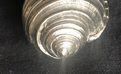 decorative cast aluminum tun shell 3″ x 1.5″