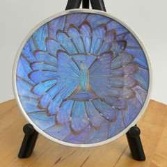 Vintage Iridescent Blue Purple Morpho Butterly Wing Small Wall Plate Morpho Art