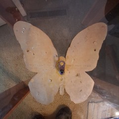 1971 Homco Made In USA Home Decor Butterfly