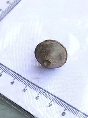 Unknown lead metal detecting find (950)