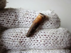 Rare Ancient Viking small Amulet Pendant baby Wolf Tooth IX – X AD.