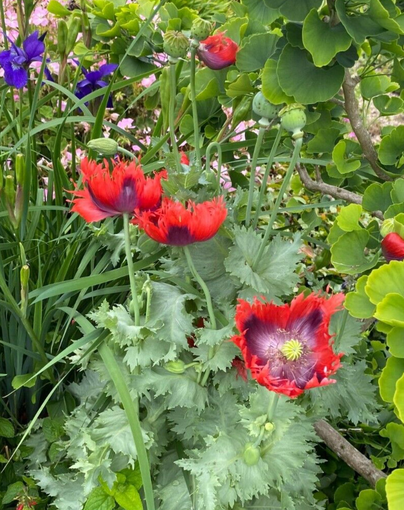 Red poppy – 100 seds – Papaver somniferum