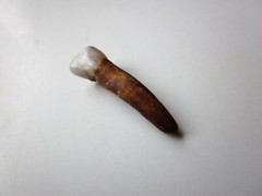 Rare Ancient Viking small Amulet Pendant baby Wolf Tooth IX – X AD.
