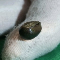 Unknown Artifact Peace Metal Detecting Find (88)