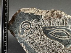 ANCIENT ASSYYRIAN BLACK STONE FRAGMENT DEPICTING KING RULER – CIRCA 3000 BCE