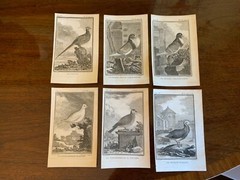 S/6 Small French Lithographs Birds Circa 18th Century