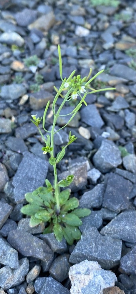 Arabidopsis thaliana – 50 seeds – Model organism for genetic studies