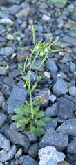 Arabidopsis thaliana – 50 seeds – Model organism for genetic studies