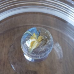 Vintage 0.60″ Cat Eye Sparkler Sunburst Vitro Akro European Master Marble- a45