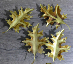 VTG Home Interiors Homco Brass Oak Leaves Metal Hanging Wall Decor Set of 4