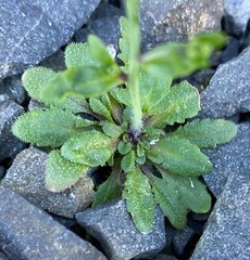 Arabidopsis thaliana – 50 seeds – Model organism for genetic studies