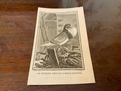 S/6 Small French Lithographs Birds Circa 18th Century
