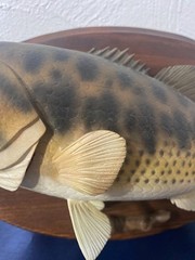 Decorative Replica Bass Fish Mounted Wood Plaque 11”