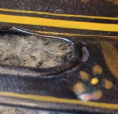 Antique 1800s Tin Metal Toleware Hand Painted Tray Courtship Man Woman Folk Art