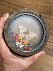 Wood Round Frame Butterfly Dried Flower Glass Gallery Wall Art VTG Brazil