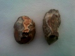Lower Paleolithic Levallois technique 1.4MYO Jordan Valley Israel
