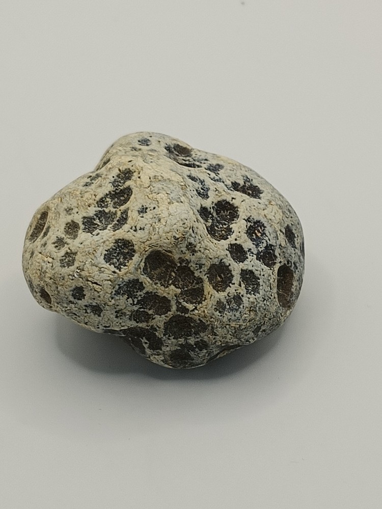 Natural Dalmatian Stone Raw Jasper rock perfect for mineral healing