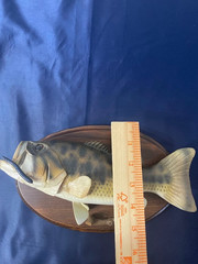 Decorative Replica Bass Fish Mounted Wood Plaque 11”