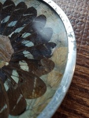 Vintage Butterfly Wing Art Trinket Dish Made In Brazil Wall Art Brown 4 3/4″