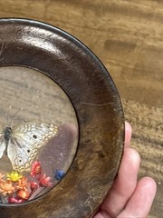 Wood Round Frame Butterfly Dried Flower Glass Gallery Wall Art VTG Brazil