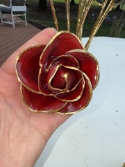 gold dipped rose steven singer