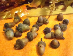 20 REAL FALL Decorative Acorns Brown Glued on Caps Crafts Autumn Harvest