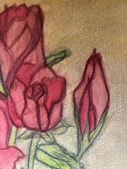 Watercolor Original Painting By Sally Harrison Roses Size 12”x9” Unframed