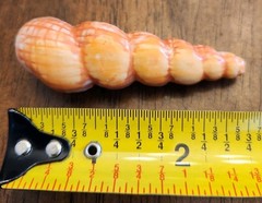 Painted Sea Shells 2 to 3 Inches Ceramic Ocean Beach Decor Set Of 8 with Crate A