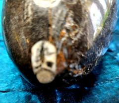 Fossil Egg Shape Polished Stone with Several Unknown Fossils Imbedded