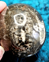 Fossil Egg Shape Polished Stone with Several Unknown Fossils Imbedded