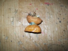 Vintage Unbranded Mouse In A Walnut Shell Decoration 1-3/4″ Tall