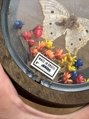 Wood Round Frame Butterfly Dried Flower Glass Gallery Wall Art VTG Brazil