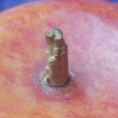 Antique Italian? Alabaster Stone Fruit Marble Red Yellow Apple Great Wood Stem