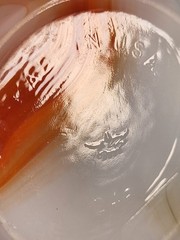 Set of 2 Vintage Akro Agate #246 Pumpkin Slag Glass Shell Dishes – Orange /White