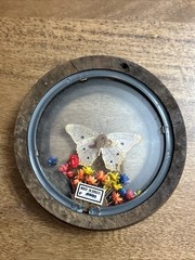 Wood Round Frame Butterfly Dried Flower Glass Gallery Wall Art VTG Brazil