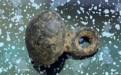 TUDOR Bronze Button Metal Detecting Find 15th-16th Century